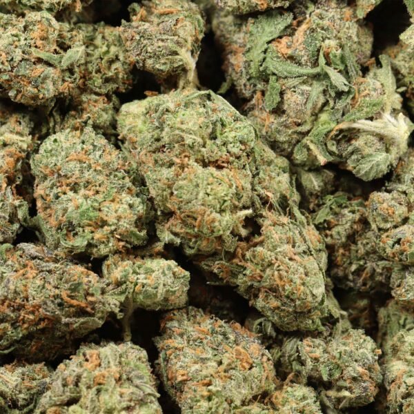 94-Monkey-w 94 Monkey