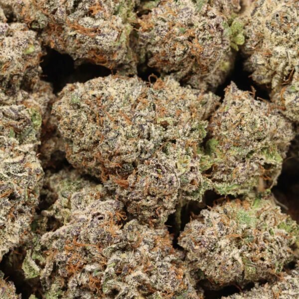 Kombucha AAAA+ Hybrid Craft