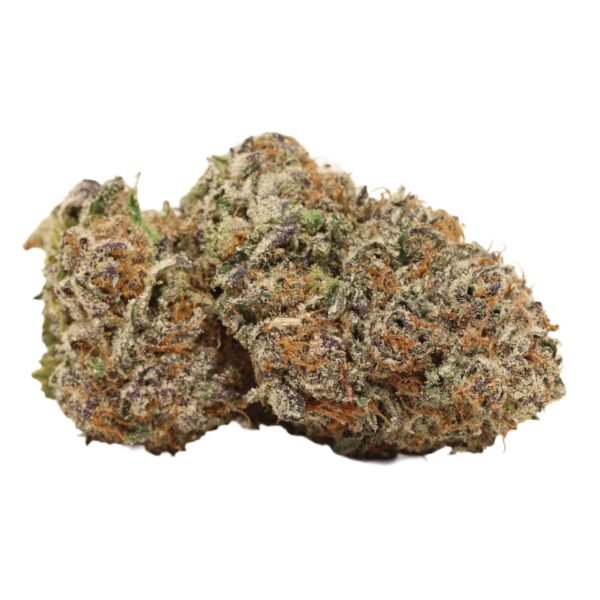 Kombucha AAAA+ Hybrid Craft