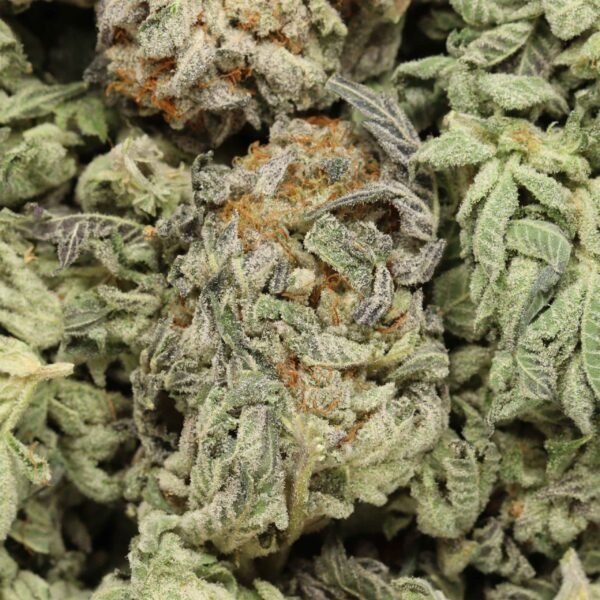 Star-brust-w Starburst